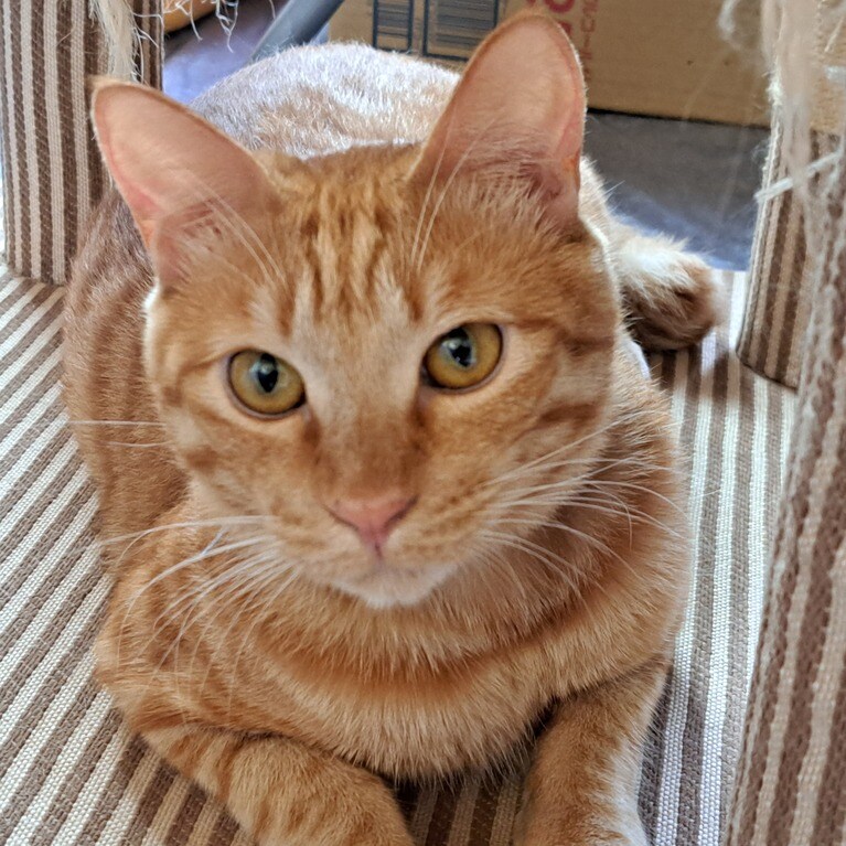 リッキー ♂ 1歳。毎日の生活のなかで癒される（ポーキーさん）