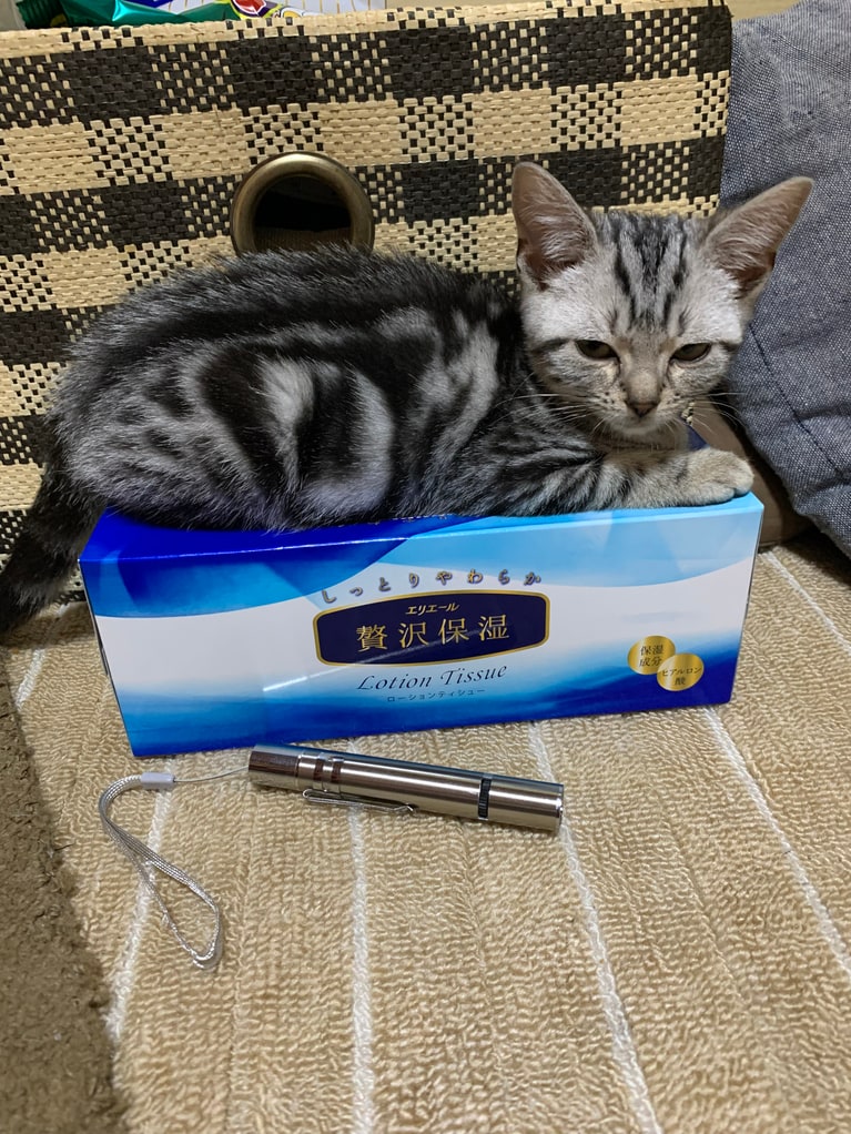 バニラ ♀ 4歳（当時5カ月）。「ティッシュの箱がピッタリな感じでいつも笑っちゃいます」（飼い主さんより）。