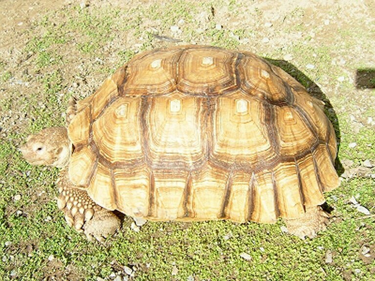 ケヅメリクガメのアニー。