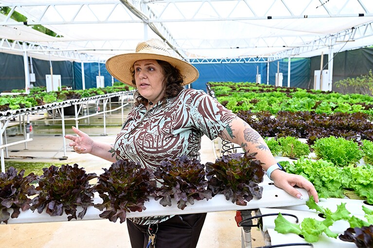 テニスコートほどの広さがある水耕栽培の農園で、2015年からレタスの栽培を開始。島の気候に合った品種を選定し現在13種類育てている。