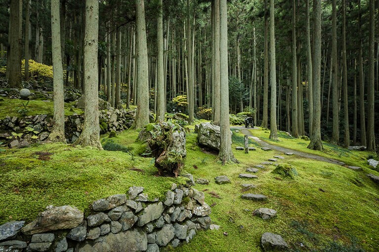 【愛媛県】苔筵。