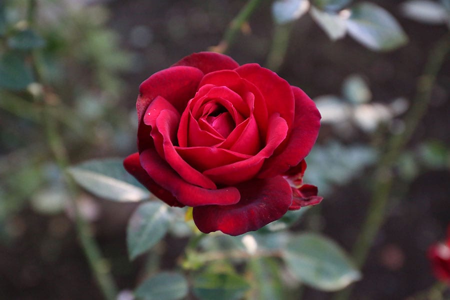 イングリッド・バーグマン：バラ科バラ属。美しく気高い緋赤色で全体のバランスも見事。往年の名女優を讃えて名付けられたバラ。写真提供／神代植物公園