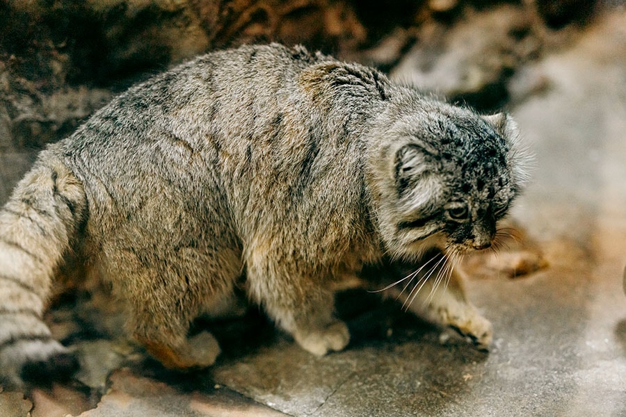 上野動物園のマヌルネコ。