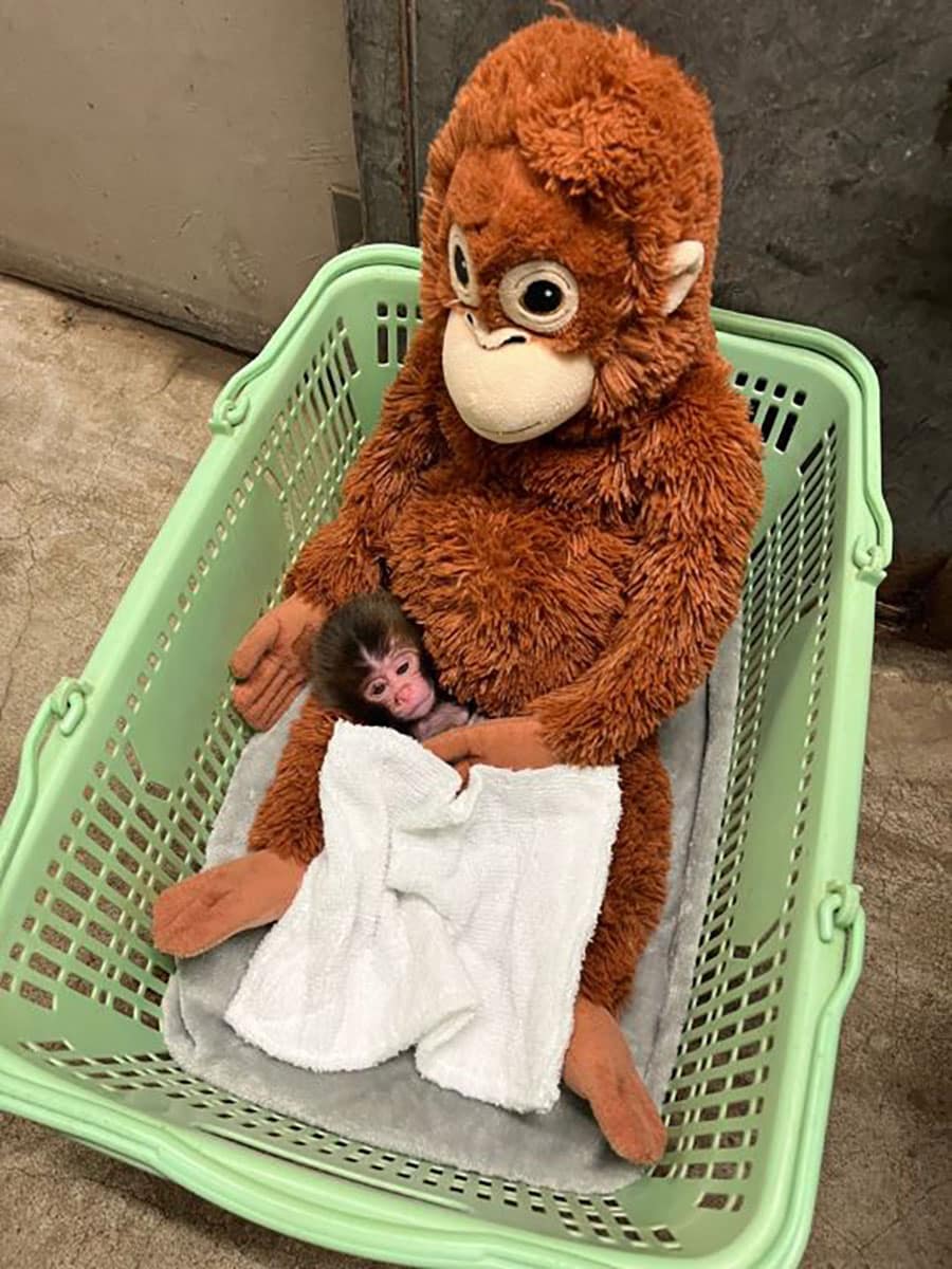 出生直後、オランウータンのぬいぐるみに抱かれるパンチくん。写真提供：市川市動植物園。