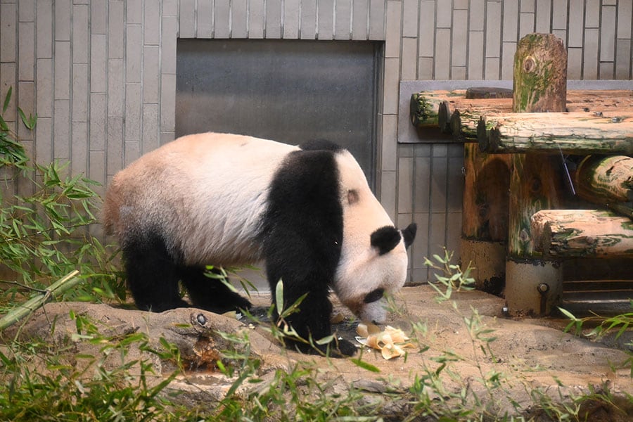 上野動物園での最終公開日のシャンシャン。寝台（写真右）をくぐるので、首の辺りの毛が短くなって茶色に見えた。2023年2月19日（日）撮影。