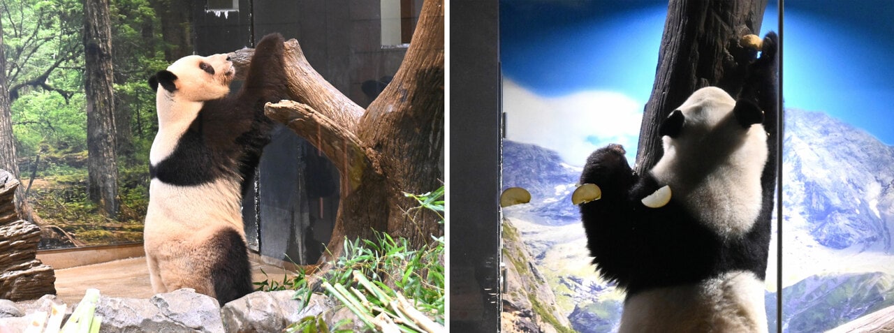 上野動物園でおやつ（副食）を取るレイレイ（左）とシャオシャオ。（2025年12月26日、2026年1月20日、筆者撮影）