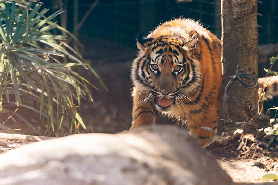 2023年4月に上野動物園で誕生したアサ。