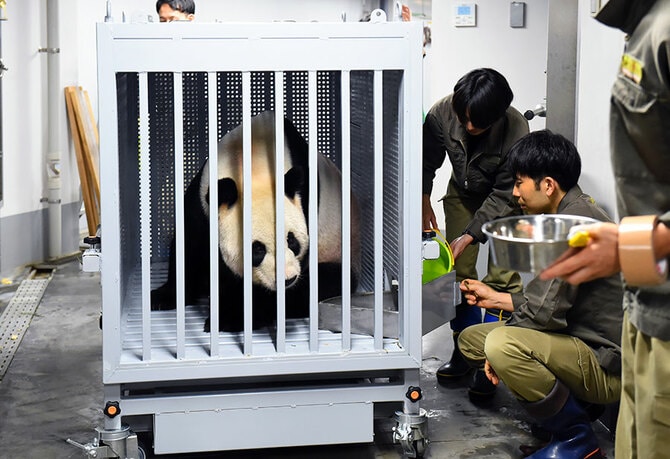 上野動物園のリーリー・シンシンが帰国 1年半で半減した日本で暮らす