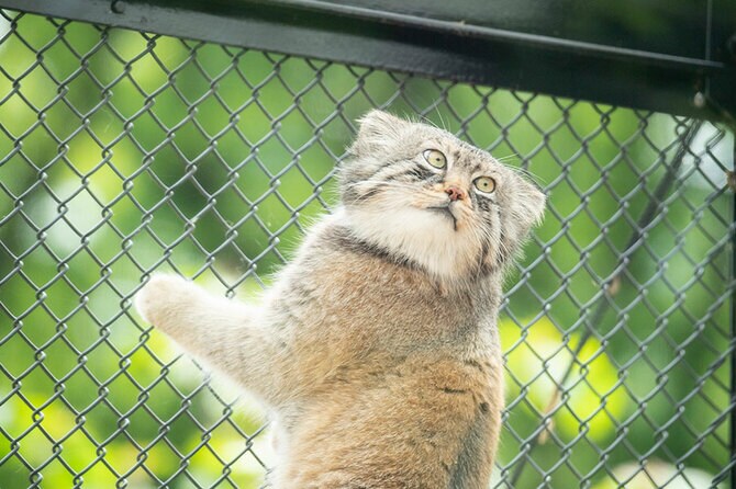 太陽の下、丸いまま瞳孔が収縮しています。