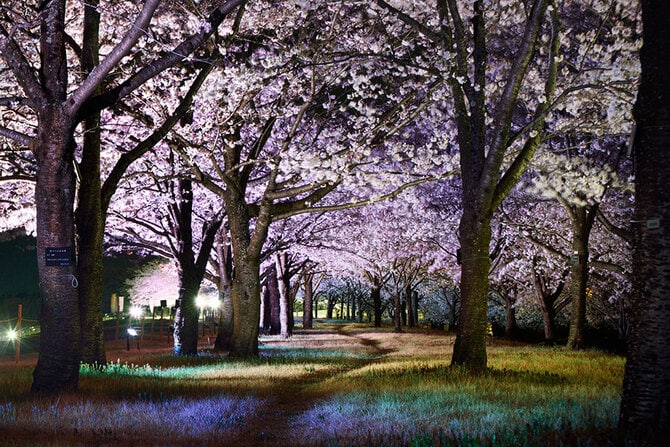 氏家ゆうゆうパークの桜。