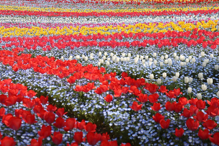 【岡山県】ドイツの森。
