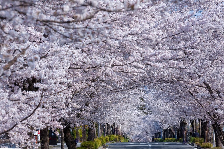 北桜通り／埼玉県