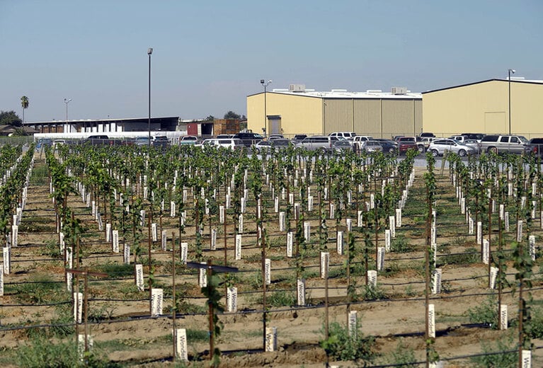 小さな苗木は、ここで2年間育ててから農園へ植え付けられる。