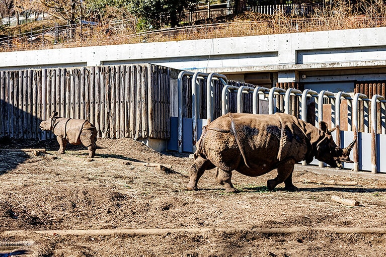 インドサイのゴポン、デコポン親子。
