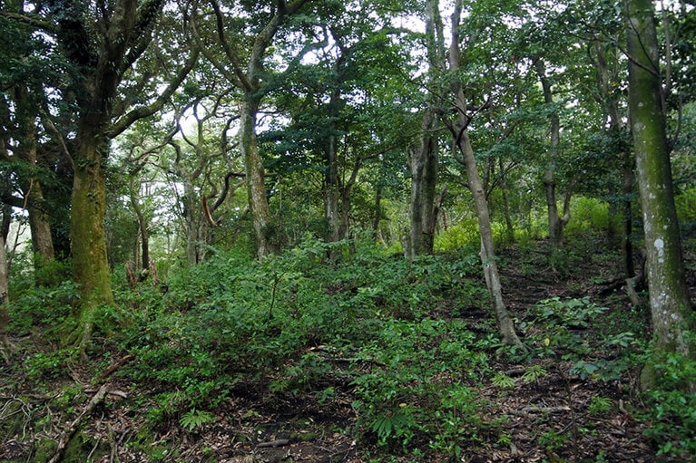 島の周回道路から少し入っただけで、この森。