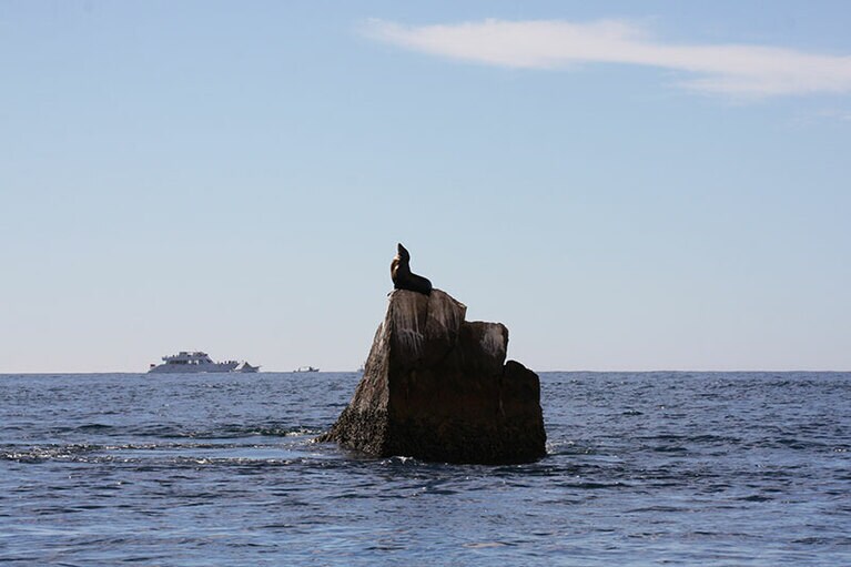 岩の上で太陽の光を一身に浴びる孤高のアシカ。