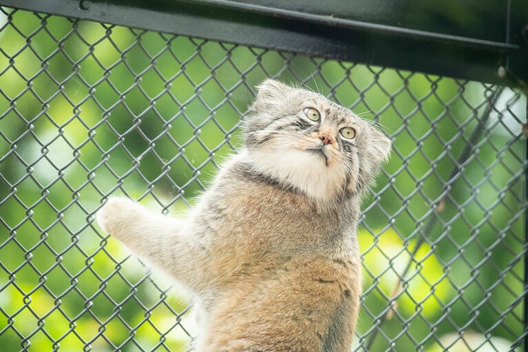 太陽の下、丸いまま瞳孔が収縮しています。