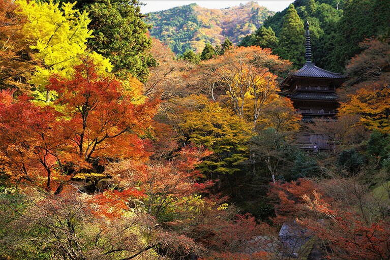 【兵庫県】高源寺の紅葉。