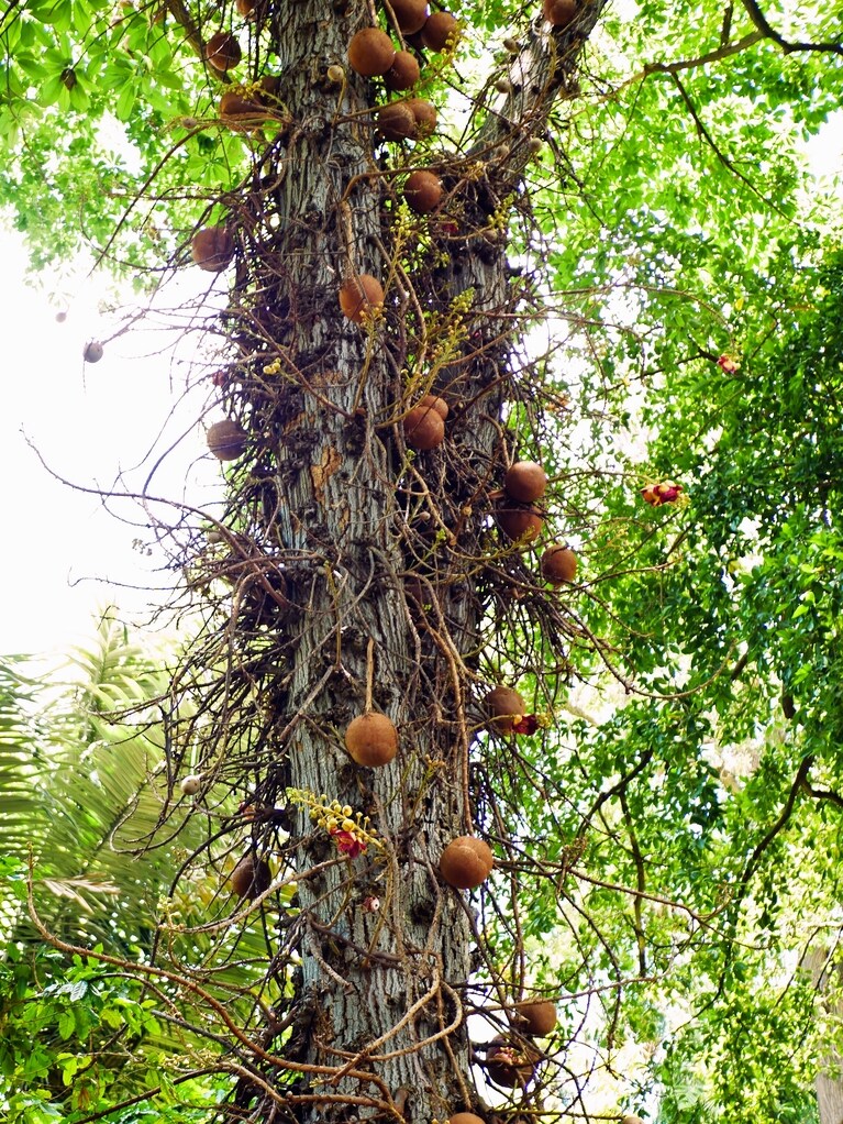キャノンボールの木！　しばらくこの下で口をぽかんと開けて威容を眺めてしまった。実の落下に注意、と札が出ている。