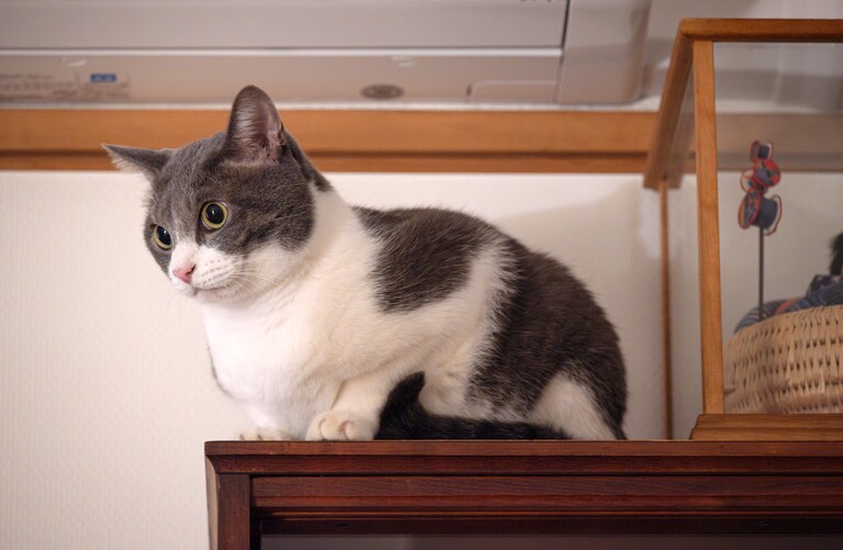 ぐり ♂ 推定9歳。いつもかわいい（sugitacoさん）