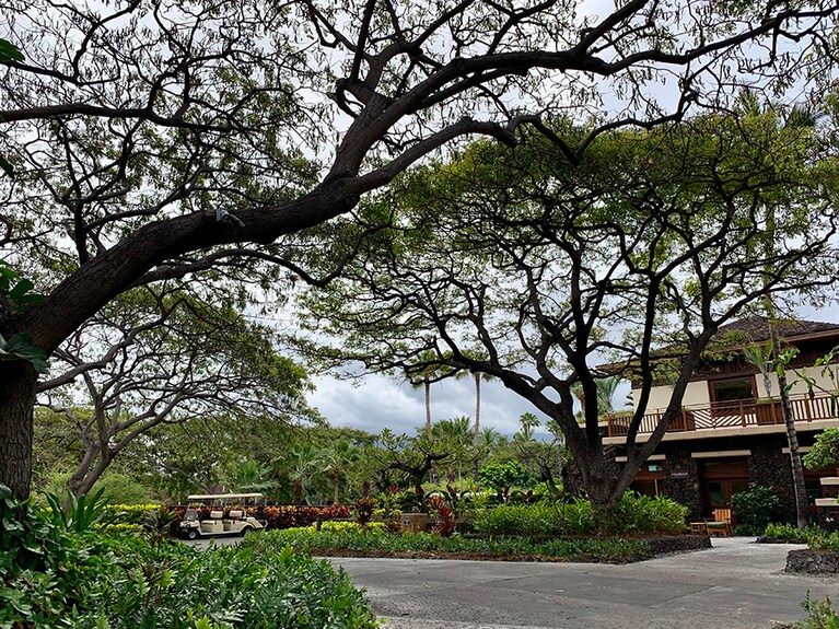 敷地内には緑がいっぱい。