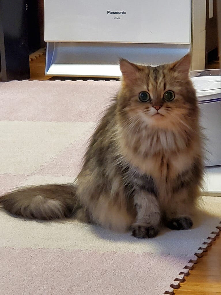 クレア ♀ 7歳。給水器でお水を飲んだ後こちらに来るときあまりにも可愛い顔だったので全力で撮りました！