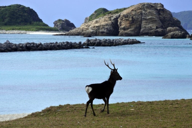 阿嘉島の前浜で見かけたケラマジカ。この浜で何度か遭遇しました。