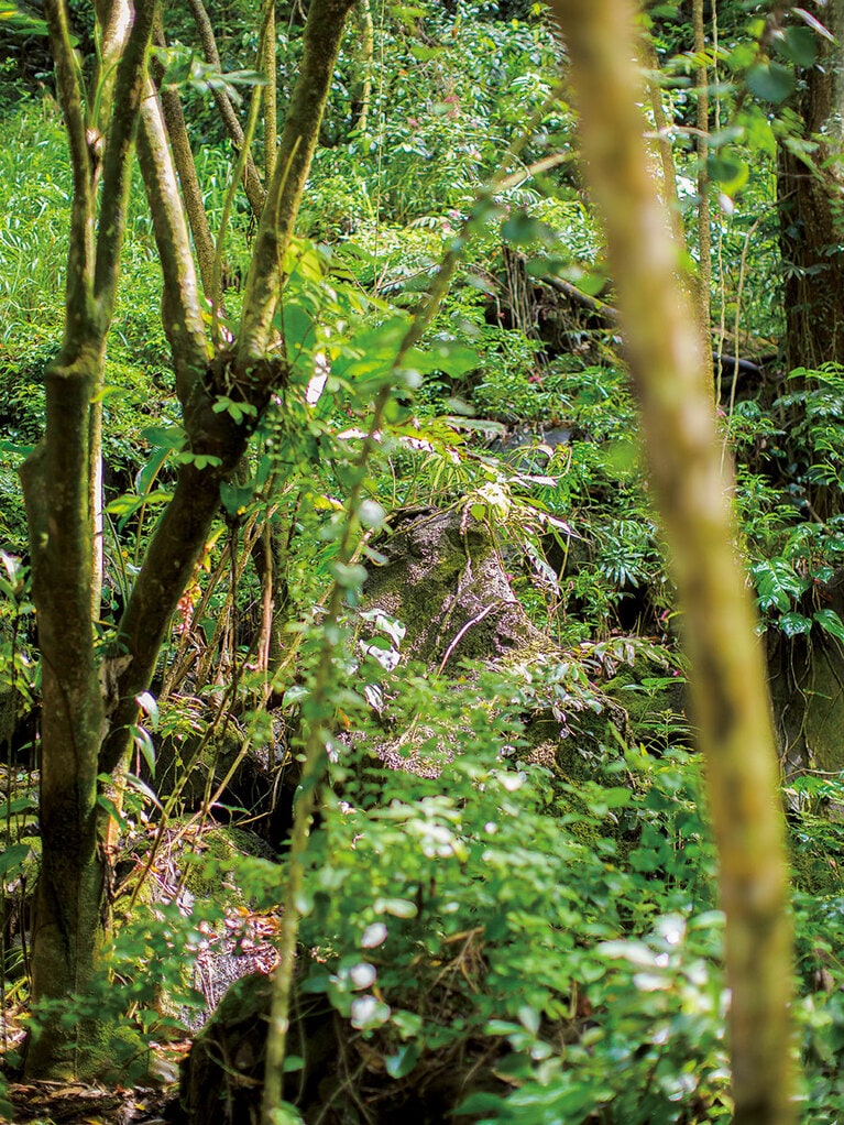 園内を流れる川のせせらぎの音に癒される。