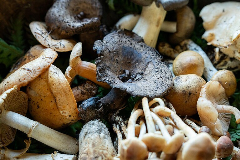 新潟県・里山十帖の秋