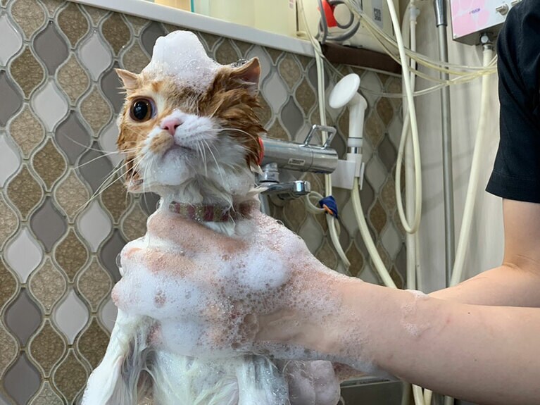 マサムネ ♂ 4歳。お風呂で泡帽子（purnamaさん）