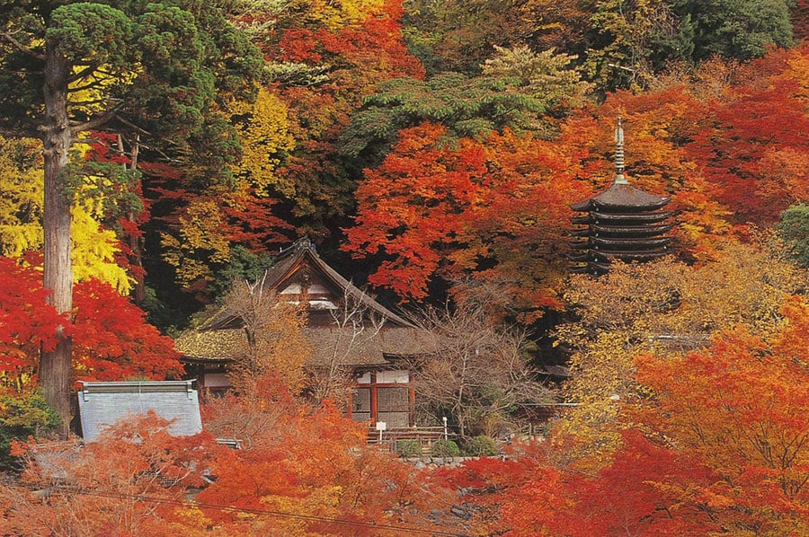 【奈良県】談山神社の紅葉。