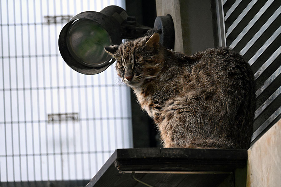 食事時間だからと起きたけれども、やっぱり眠そう……。