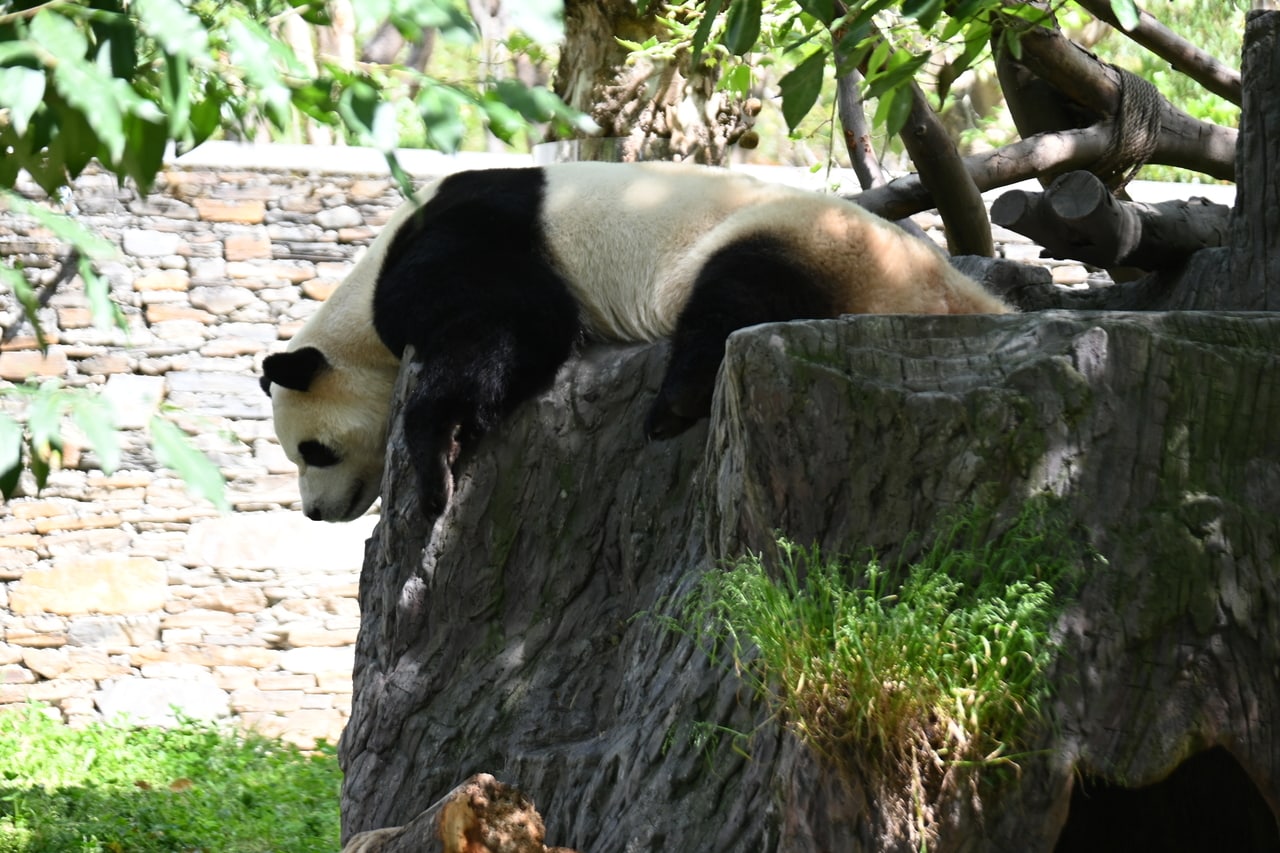 韓国で生まれ、臥龍神樹坪基地に来たフーバオ（2025年5月2日、筆者撮影）
