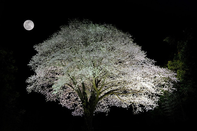高知県 2024年版】春の絶景・風物詩10選「大月町の月光桜」“満月に満開 