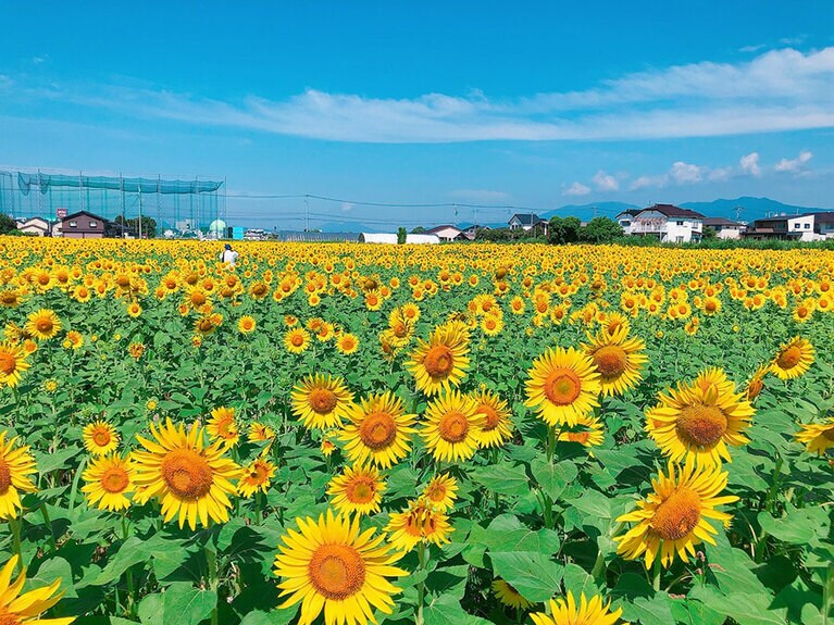【佐賀県】ひょうたん島公園のひまわり。