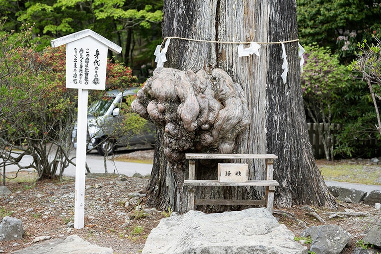 「身代わりの瘤」の言い伝えがある杉の木。自分の悪いところを触ってから瘤に触って願うと良くなるといわれる。
