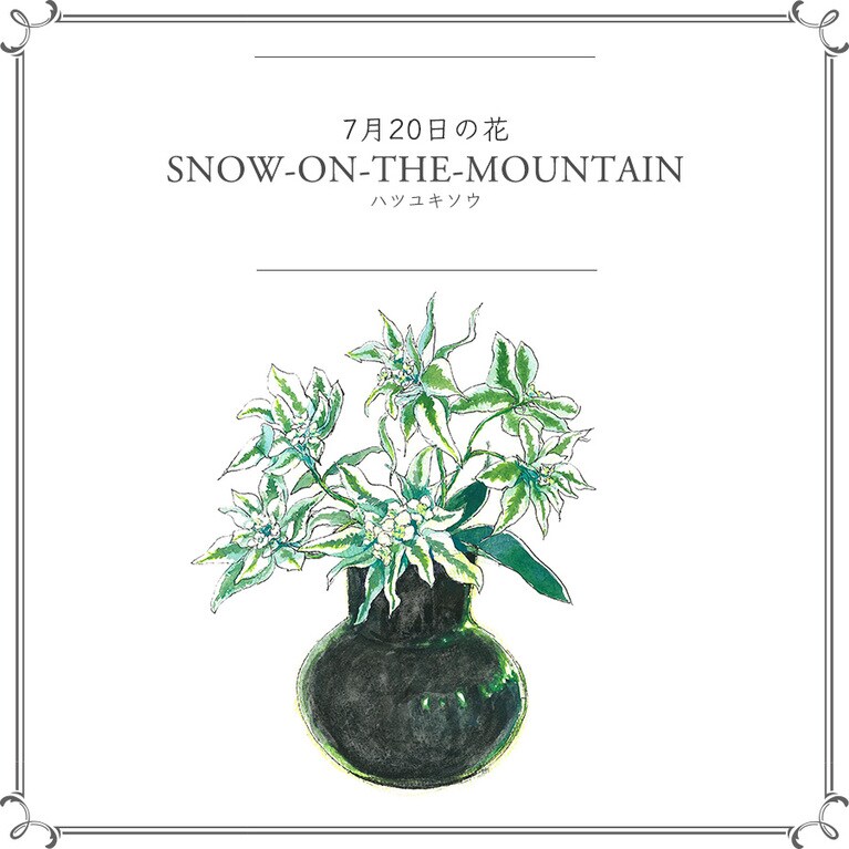 7月20日の花「ハツユキソウ」