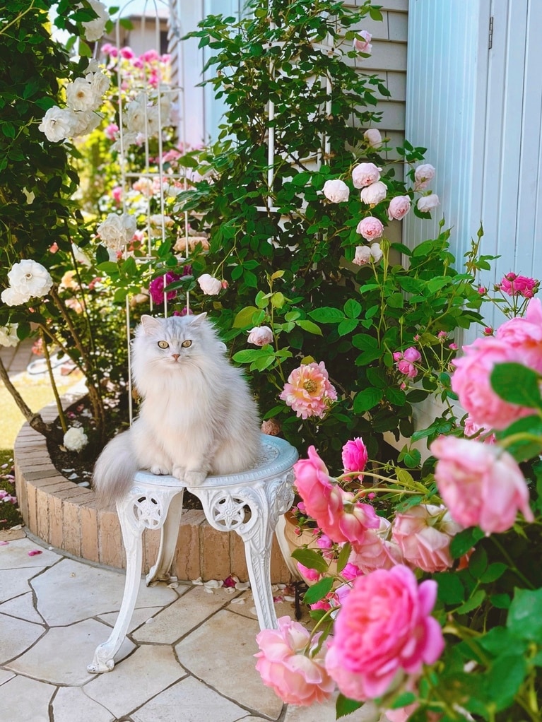 エリィ ♀ 5歳。