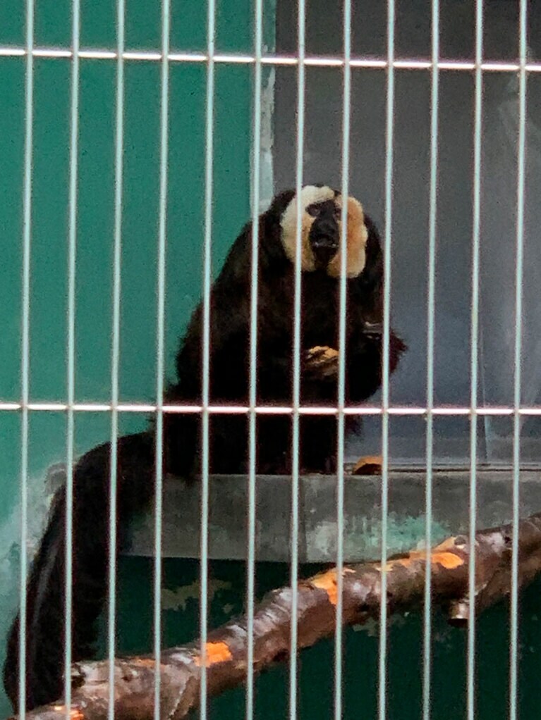 生誕祭当日のモップくん。