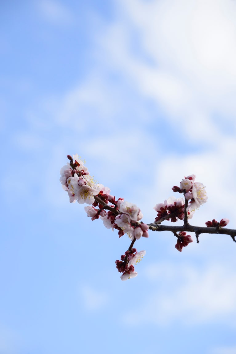 《早春の絶景散歩》紅白の梅の先には瀬戸内海、園内には古墳も！西日本随一の梅の名所「綾部山梅林」へ【兵庫県】