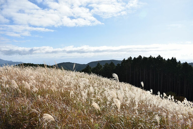 岩湧山頂の花すすき。