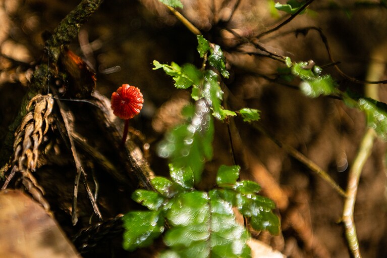 小さな生命を愛でながら散策を満喫。