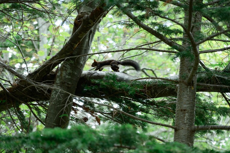 知床五湖で見かけたリス。サッとあらわれ、すぐに森の奥へと消えていった。