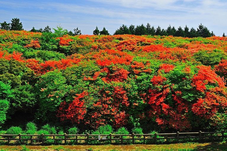 船窪つつじ公園のオンツツジ。