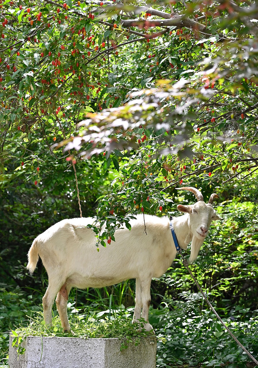マカロン、マドレーヌという2頭の雌山羊がいる。フレッシュな山羊チーズは、子山羊への哺乳が終わる7月から提供。