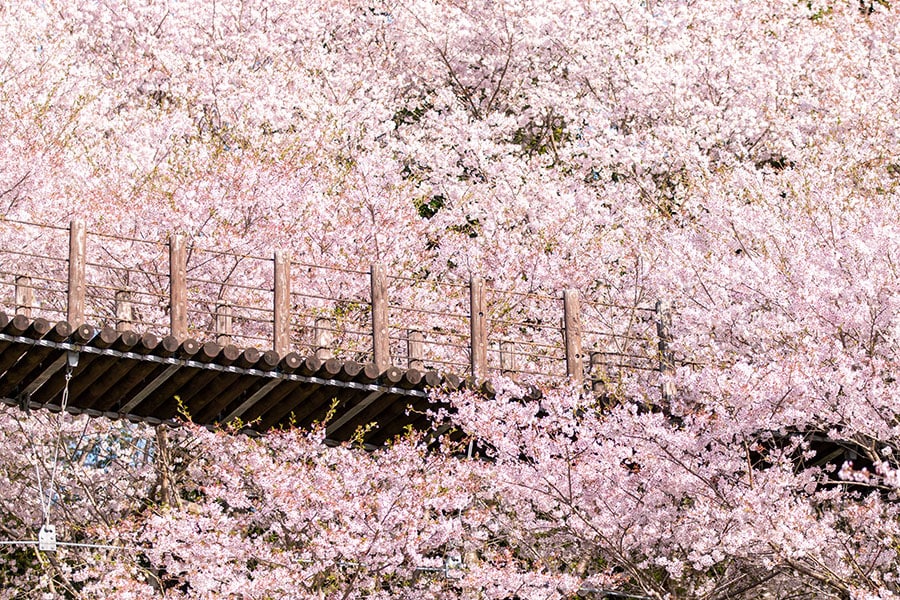 【長崎県】琴海中央公園「桜の吊り橋」。©#ナガサキタビブことぐらし