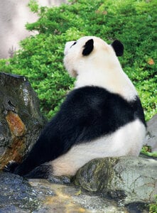 中国のスタッフも「シャンシャンはスター」、日本から会いに行く人も