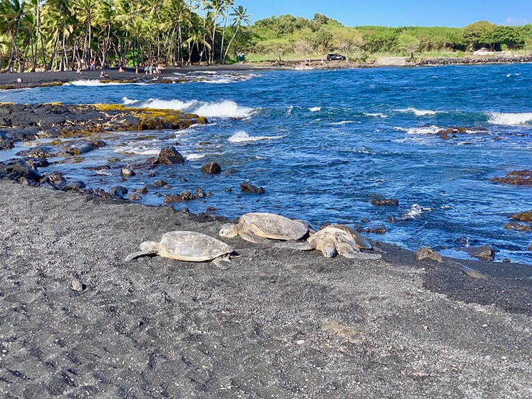 この日はウミガメが3匹現れました！