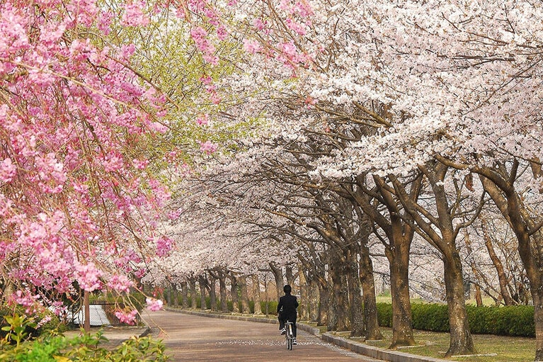 【京都府】七谷川 和らぎの道。
