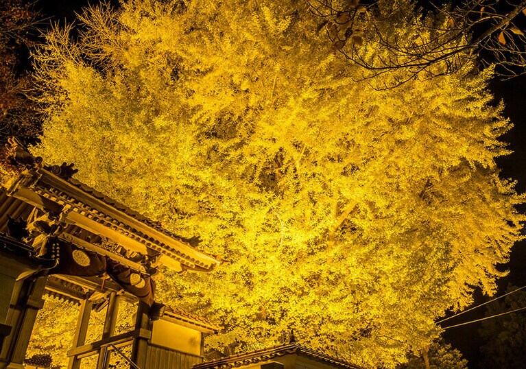 浄善寺の大イチョウ／島根県